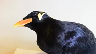 Bird Speaking Japanese
