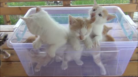 Kittens meowing - All talking at the sometimes (too much cuteness)