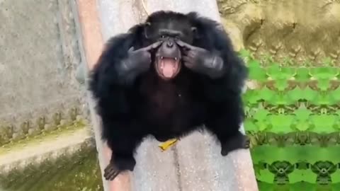 Funny monkeys will make you laugh hard - Funny Animals fun network of lovely