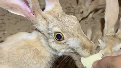 Wild rabbit