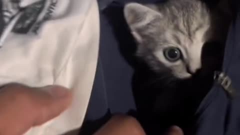 innocent baby kitten in my pocket