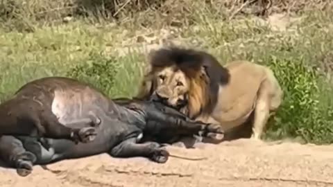 The male lion conquers the lying buffalo