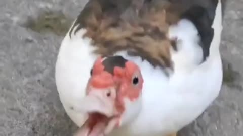 Angry Muscovy duck.
