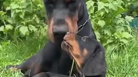 Dog Dobermann Play With His Son