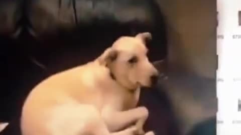 funy dogs prank animal