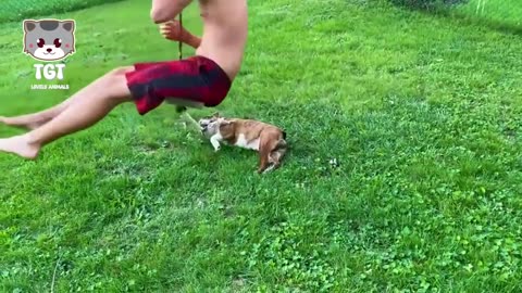 Funny Animal and Human That Will Change Your Mood For Good - Cute Funny Dog Videos