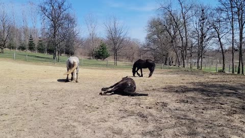 Horses rolling after a hose down