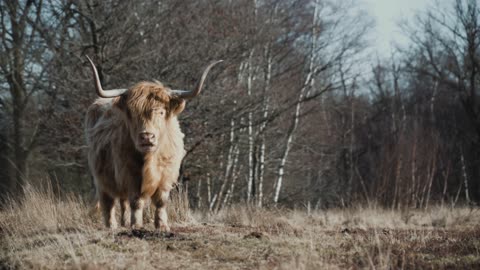 Highland Cute Wild Cow