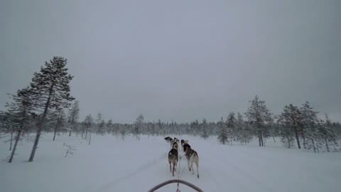 Winter ride with dogsled. Team of husky dogs running in snowy wood, Finland