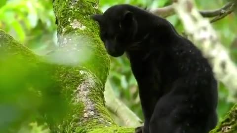 Panther in the Rain