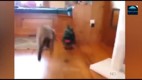 Funny Animal Videos 2023