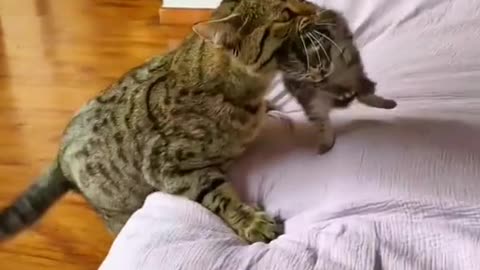 "Mama's Love: Heartwarming Reunion of Cat Mom and her Adorable Babies"