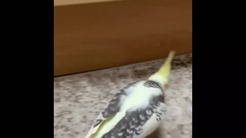 FUNNY BIRD VIDEOS-Cockatiel Bird-Funny Parrot Videos-Bird Memes-Happy Cockatiels-Cockatiel Singing