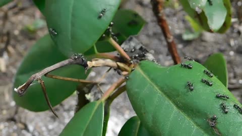 10 FACTS about ANTS