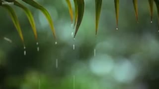 Relaxing music and rain sounds - stress relieving, sleep music, meditation