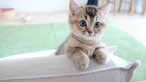 The kitten who is interested and appealing is too cute