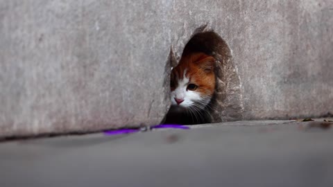 An orange cat was afraid and hid in a hole