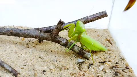 Deadly PRAYING MANTIS vs HORNET and WASP BRUTAL FIGHT - Insect Stories-11