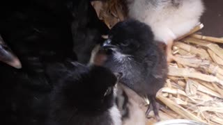 A short video of my baby chicks
