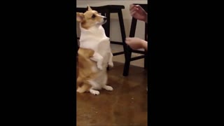 Well-Trained Corgi Gets Her Treat!