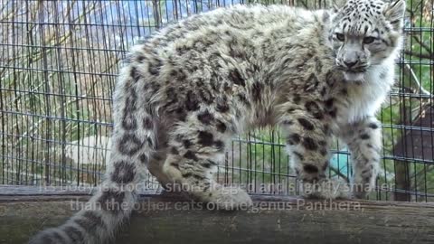 Snow Leopard || Description, Characteristics and Facts!