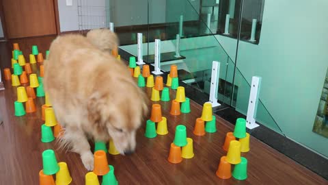 Dogs Tries the Cup Obstacle Course Challenge- Our Pets 🐶