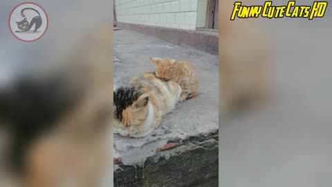 Stray Cats Compilation #1 - Wow Funny Animals 2023