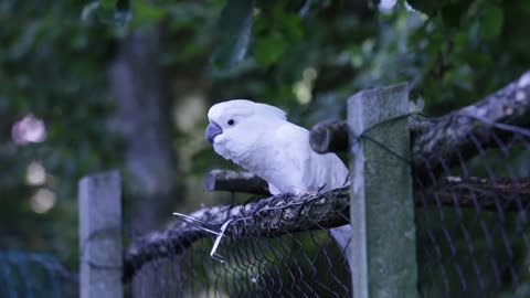 Parrot video