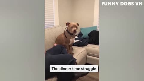 Funny dogs and cute cats 😂😂😂🤣