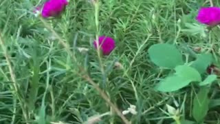 relaxing plant video