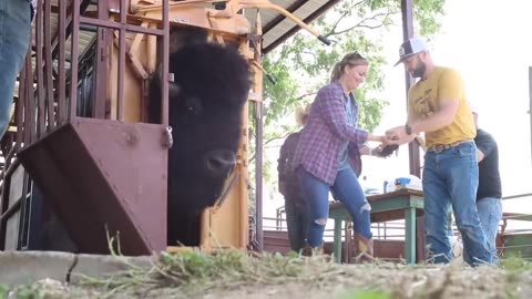 Bison Farm in USA