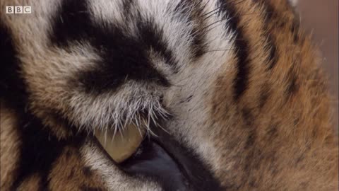 Rare Tiger vs Boar Fight | BBC Earth