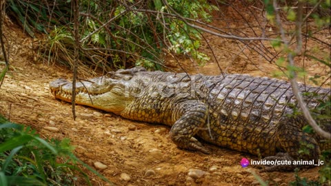Croc Chronicles: Nile Crocodiles Up Close