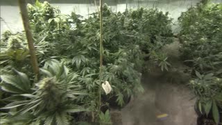 Oklahoma voters reject legalization of recreational marijuana