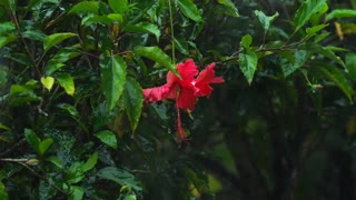 Hibiscus flower under heavy rain