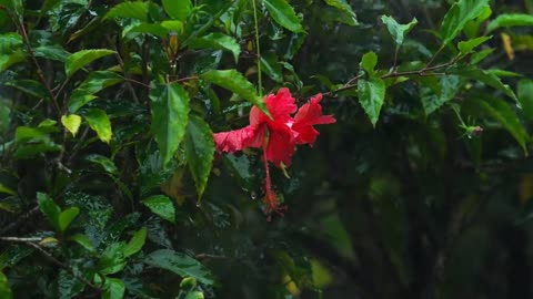 Hibiscus flower under heavy rain