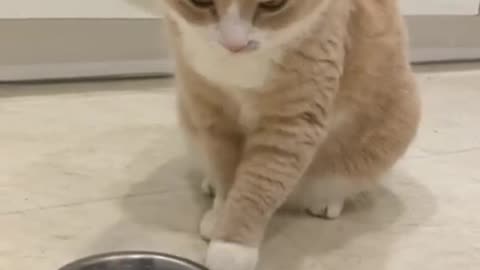 Funny Cat Videos