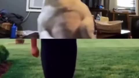 BEST FUNNY DOGS VIDEOS DANCING MEME