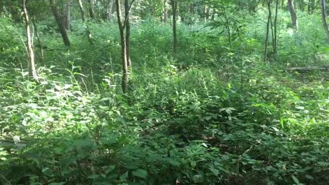 Bush-honeysuckle Initial Mechanical Treatment (pt. 3) - Example of Spring Removal Regrowth