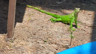 Iguana in the duck pen