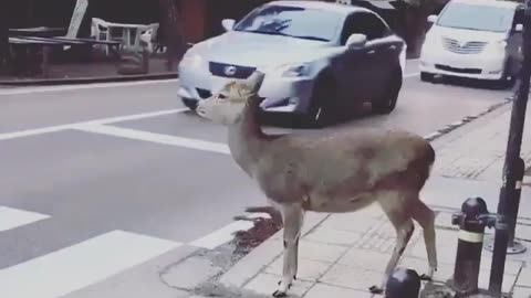 Deer waiting for crossing road💥