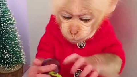 The grapes are delicious #monkey #delicious #grapes #cutemonkey