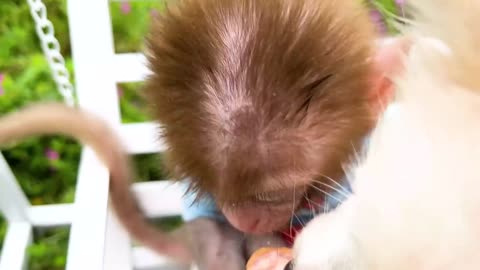 Baby Bon Bon the monkey uses the restroom and has fun with the ducklings in the pool.