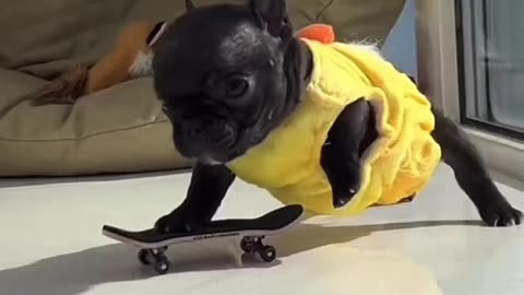 Funny Dog | Dog Skating | Cute Dog