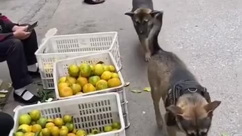 Thief Dogs #shorts #viral #shortsvideo #video