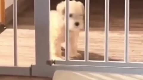 Cute Funny Animals Viral Clips😹|| #funny Cute Dogs