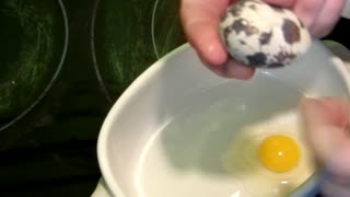 Flock it Farm: how to open a quail egg. Is it a double yolker?