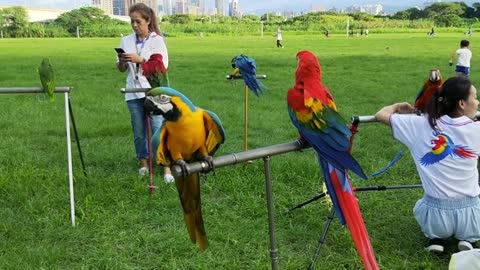 funny parrot playing and having fun