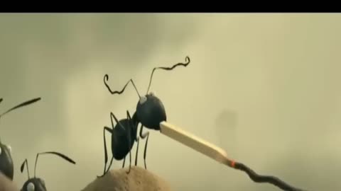 Red Ants vs Black Ants War