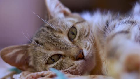 cat #cat #catvideos #catlover #catshorts #cats #subscribe #tomandjerry #kidscartoons